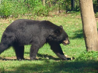 Obraz na płótnie Canvas Black bear walking in natural environment Michigan