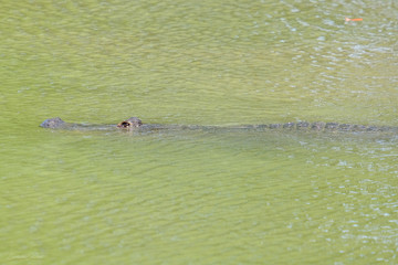 Crocodile
