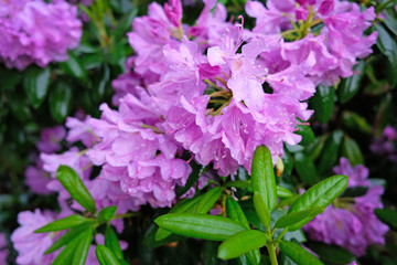 Fototapeta premium A large bush blooming Rhododendron in the botanical garden. Many pink flowers Rhododendron, beautiful background.