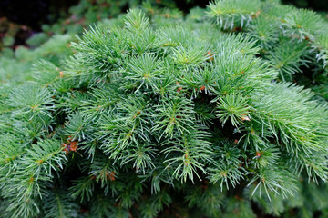 Gooseberry bushes with berries close-up. Ripe gooseberries on the branches.