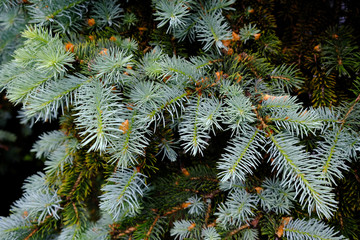 Fluffy green spruce branches closeup. Christmas frame on the background of the Christmas tree, New Year theme