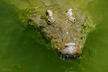 Crocodile
