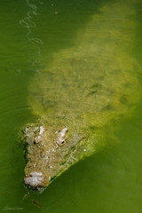 Crocodile
