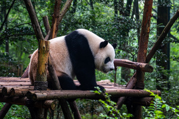 Endangered Giant Panda Bear in Chengdu China 