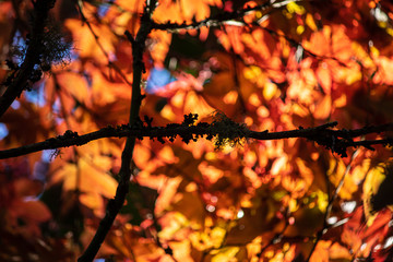 green and fall colored leaves growing together in bunches on branch