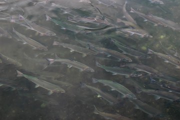 Pink salmon ( Oncorhynchus gorbuscha ) goes to spawn. Sea of Okhotsk, bay of Happiness. Khabarovsk region, far East, Russia.