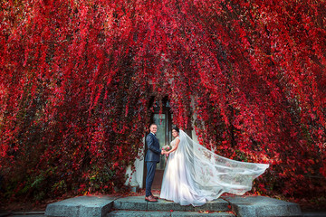 Newlyweds groom and bride walking in autumn park. red vineyard. red background