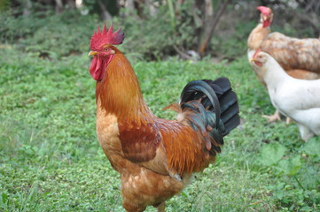 Rooster of the Roost