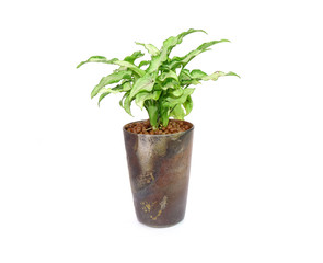 Arrowhead plant in Japanese clay pot Isolated on white background. Commonly cultivated as a houseplant. Common names include: arrowhead vine, arrowhead philodendron, goosefoot, African evergreen.