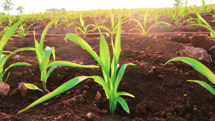 3 weeks old corn seedlings