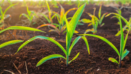 3 weeks old corn seedlings
