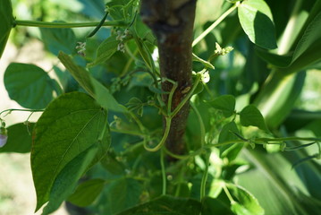 organically grown vegetables.delicious vegetables grown organically by farmers.photos of delicious organically grown tomatoes, cucumbers, corn, potatoes and other delicious vegetables from farmers.veg