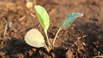 Lettuce seedlings Growing 2 weeks old