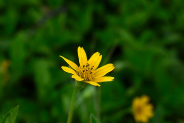 bee on yellow flower
