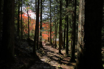 Obraz premium 秋の参道