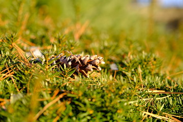 Pine cone