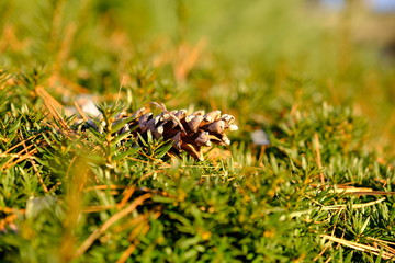 Fototapeta premium Pine cone
