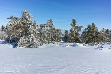 Obraz premium Winter landscape of Vitosha Mountain, Bulgaria