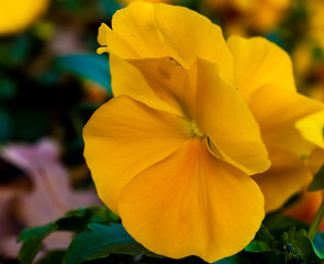 Fototapeta premium yellow flower