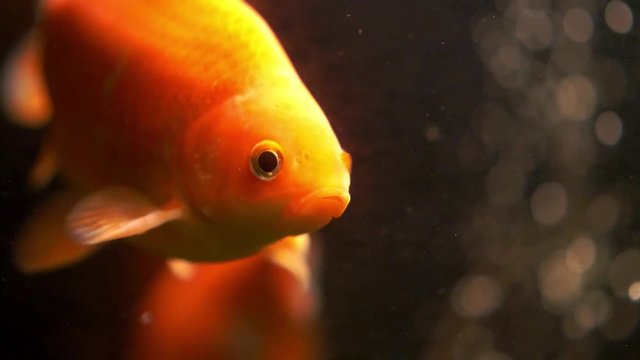 Gold Fish