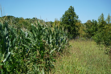 organically grown vegetables.delicious vegetables grown organically by farmers.photos of delicious organically grown tomatoes, cucumbers, corn, potatoes and other delicious vegetables from farmers.veg