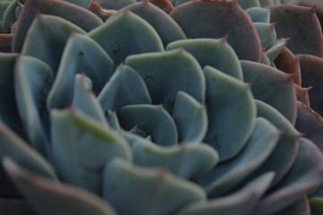 planta azul