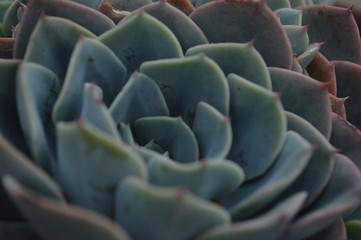 Obraz premium planta azul