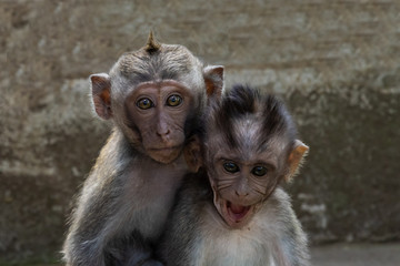 Pair of baby Macaque monkeys (Macaca Fascicularis) in the sacred monkey forest in Ubud, Bali, Indonesia.