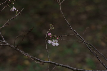 寒桜