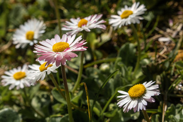 Obraz premium spring view