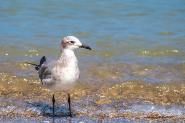 Laughing Gull (Leucophaeus Atricilla) standing/ hunting/ foraging on seashore. Hungry animal in search of prey in shallow ocean/ sea water, for food. Black bill, white & grey plumage, dark primaries.