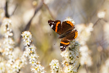 Red Admiral (Vanessa atalanta) butterfly sitting on white blossom in blooming tree in spring,  Baden-Wuerttemberg, Germany