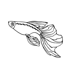 swimming decorative aquarium fish, guppy with big tail, home pet, vector illustration with black contour lines isolated on white background in Doodle and hand drawn style