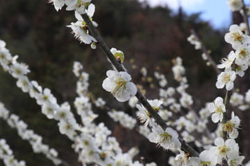 梅の花　白花梅