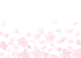 桜と花びら　ふわり　水彩