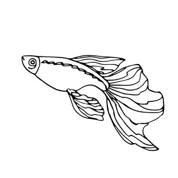 recommend clip art: swimming decorative aquarium fish, guppy with big tail, home pet, vector illustration with black contour lines isolated on white background in Doodle and hand drawn style