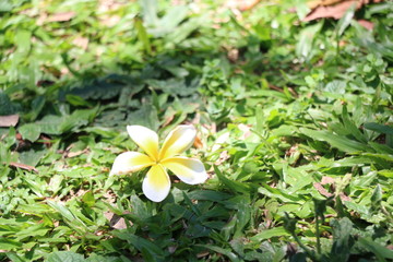 lonesome flower