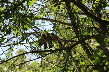 three songbirds in a tree