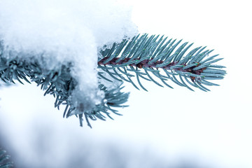 snow-covered blue spruce branch on blurred background, close view 