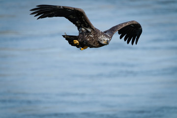 Eagle