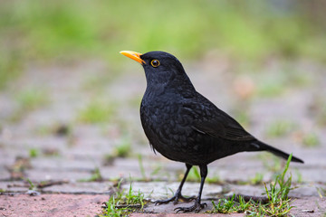 Common Blackbird (Turdus merula), male close-up, Bavaria, Germany