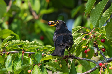 Common Blackbird (Turdus merula) male feeding in cherry tree, Bavaria, Germany