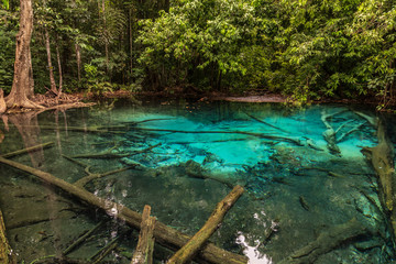 Deep forest tree Emerald blue pool (Sra Morakot) Krabi Thailand.