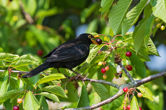 Common Blackbird (Turdus merula) male feeding in cherry tree, Bavaria, Germany