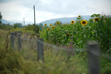 Fototapeta premium amazing colors of plants in nature and yellow sunflowers
