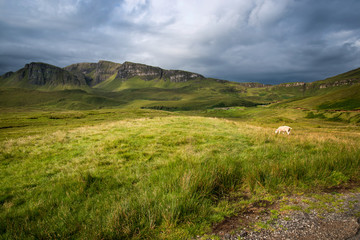 Sheep grazing on Trotternish Ridge