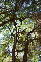 Naklejka premium bosque ramas y hojas