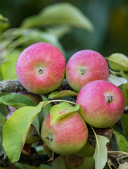 Red apple (Malus domestica) hanging on apple tree Brandeburg, Germany