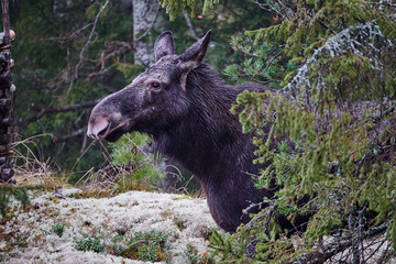 Moose visited in the yard outside Stockholm