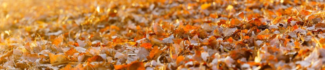 panoramic view of autumn leaves on bokeh background.  fallen leaves landscape in the wonderful sun light  